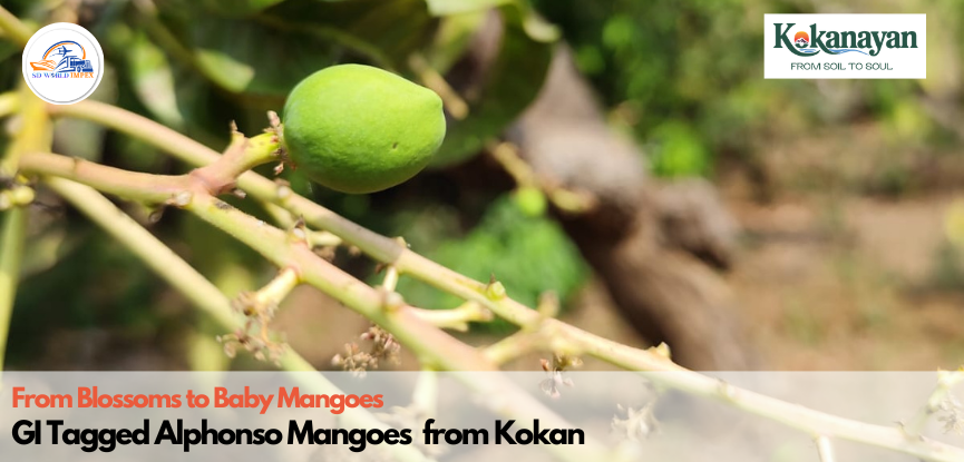 baby alphonso mango cluster fruit setting stage