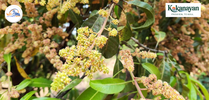 Alphonso Mango Flowering season